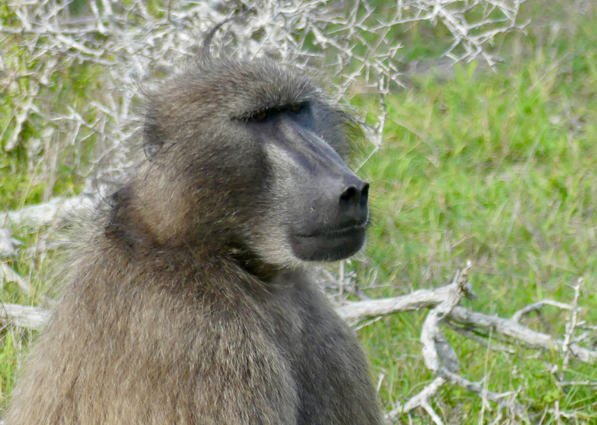 Chacma (aka Cape) Baboon